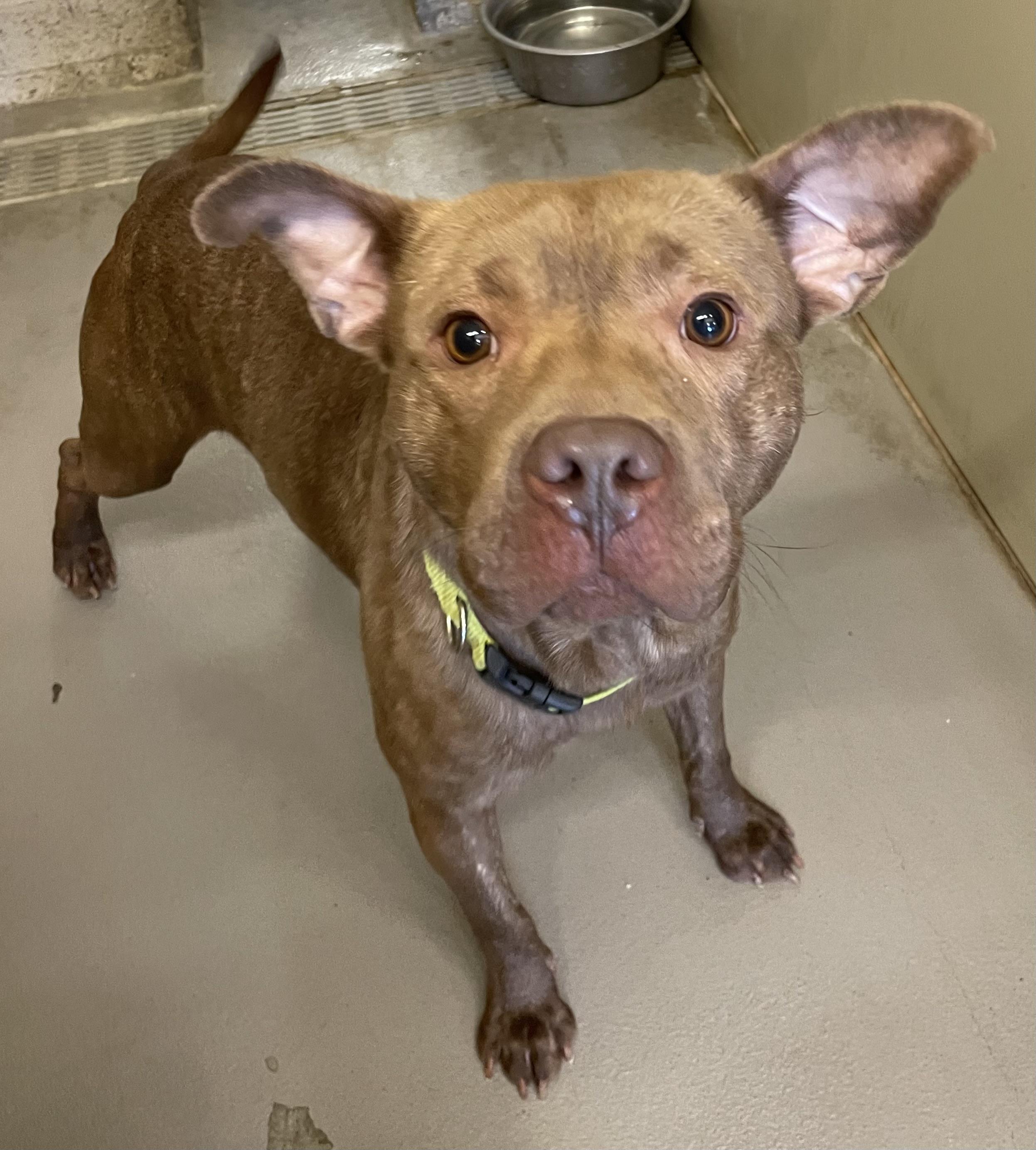 Enlarge Mack ADOPTED, a Adoptable mixed breed in Canton, OH image 4/6