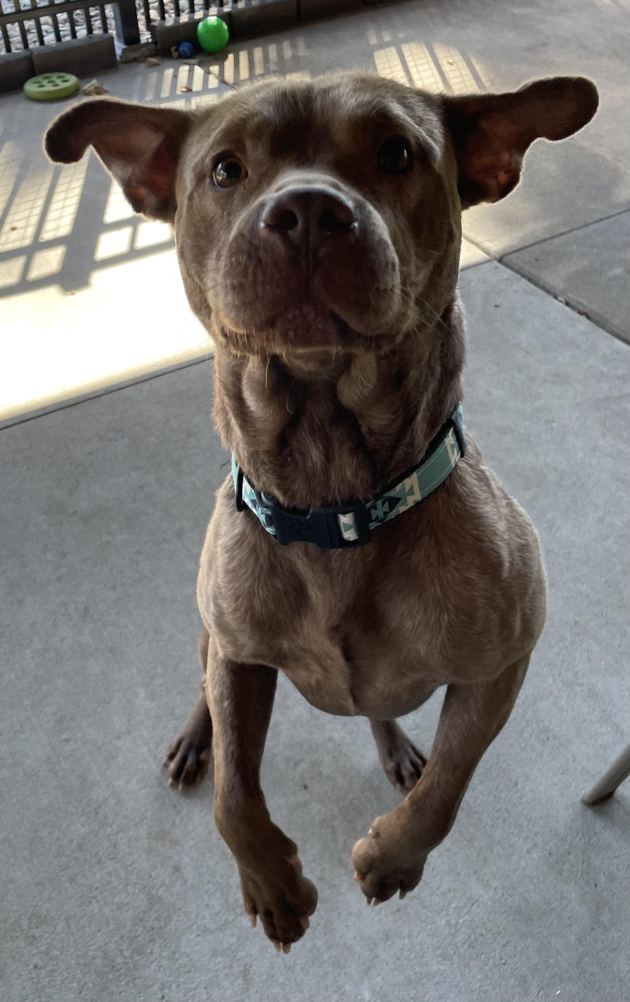 Enlarge Mack ADOPTED, a Adoptable mixed breed in Canton, OH image 3/6