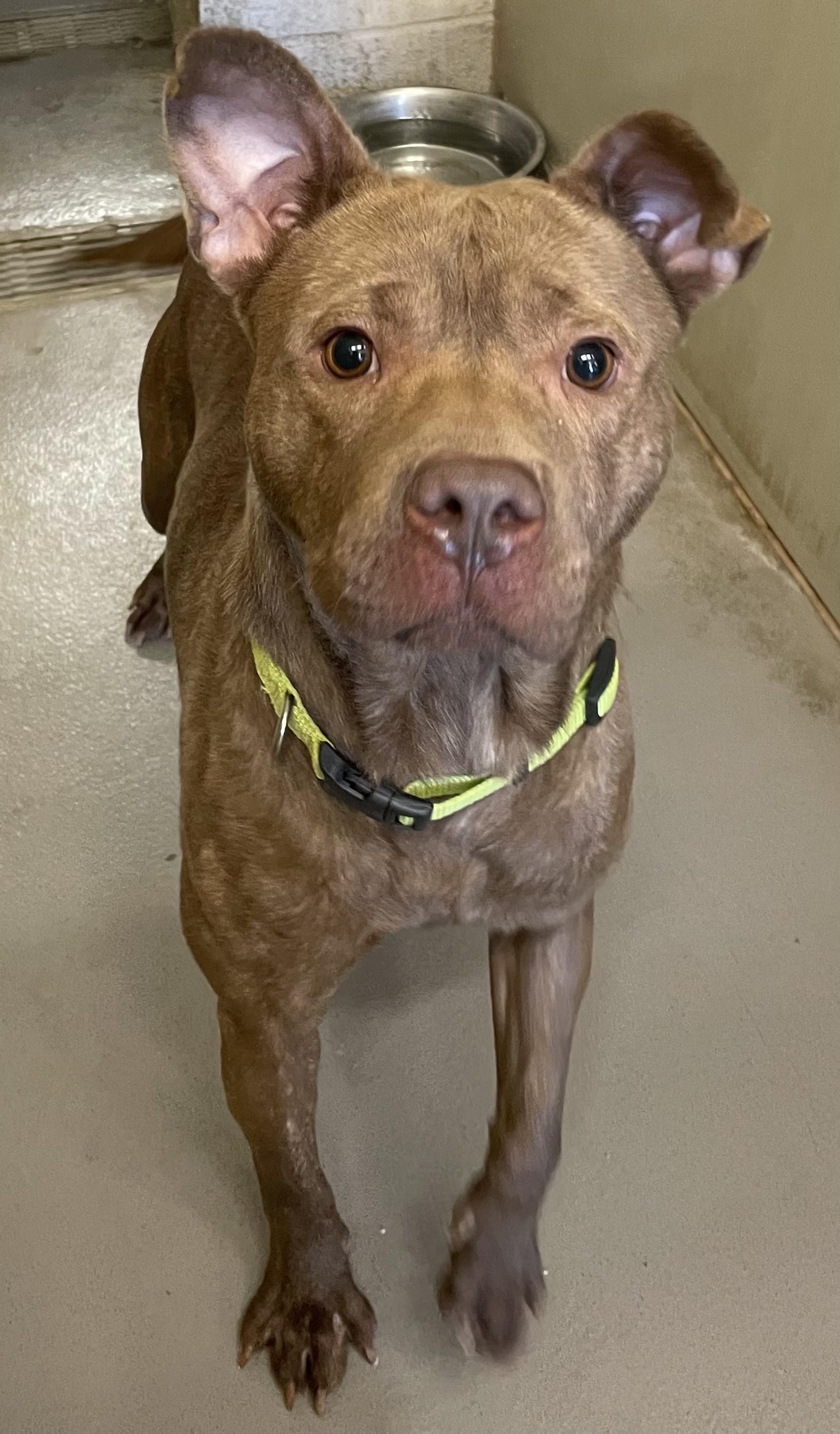 Enlarge Mack ADOPTED, a Adoptable mixed breed in Canton, OH image 6/6