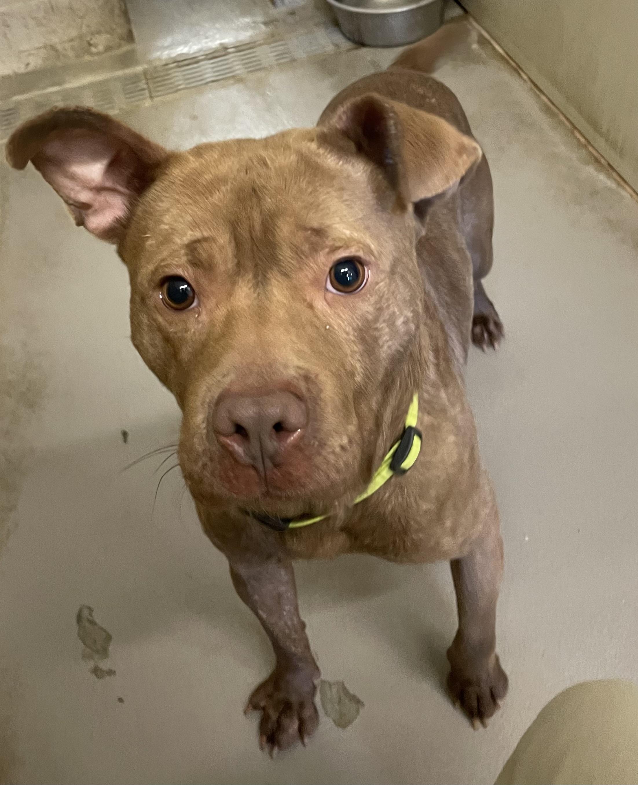 Mack AVAILABLE, Adoptable, Young Male Pit Bull Terrier.