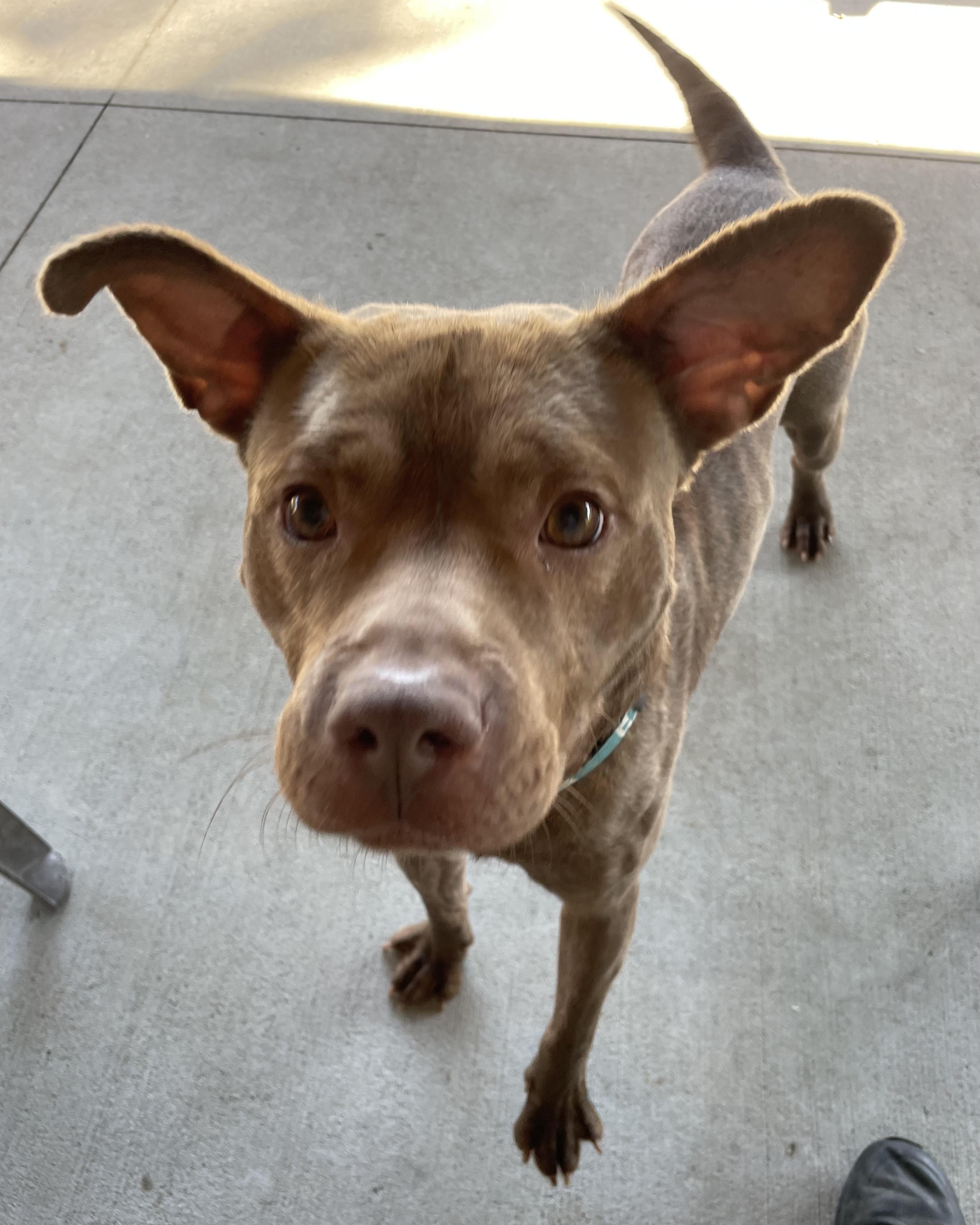 Enlarge Mack ADOPTED, a Adoptable mixed breed in Canton, OH image 5/6