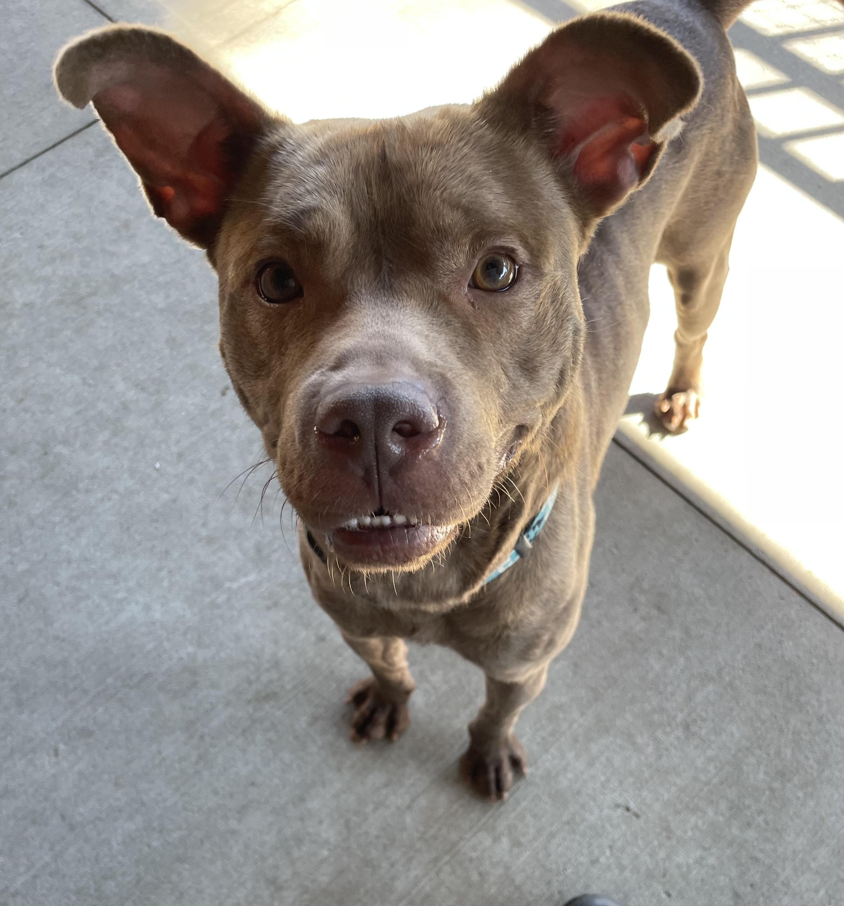 Enlarge Mack ADOPTED, a Adoptable mixed breed in Canton, OH image 1/6