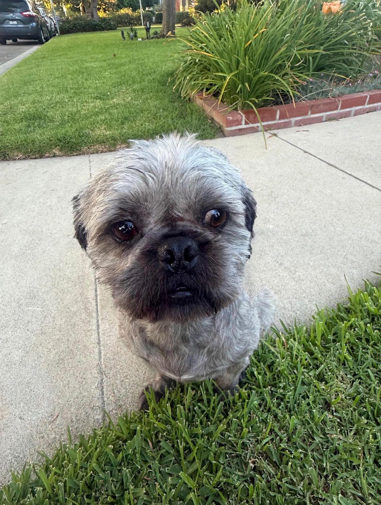 Theo, an adopted mixed breed in Van Nuys, CA image 2/5