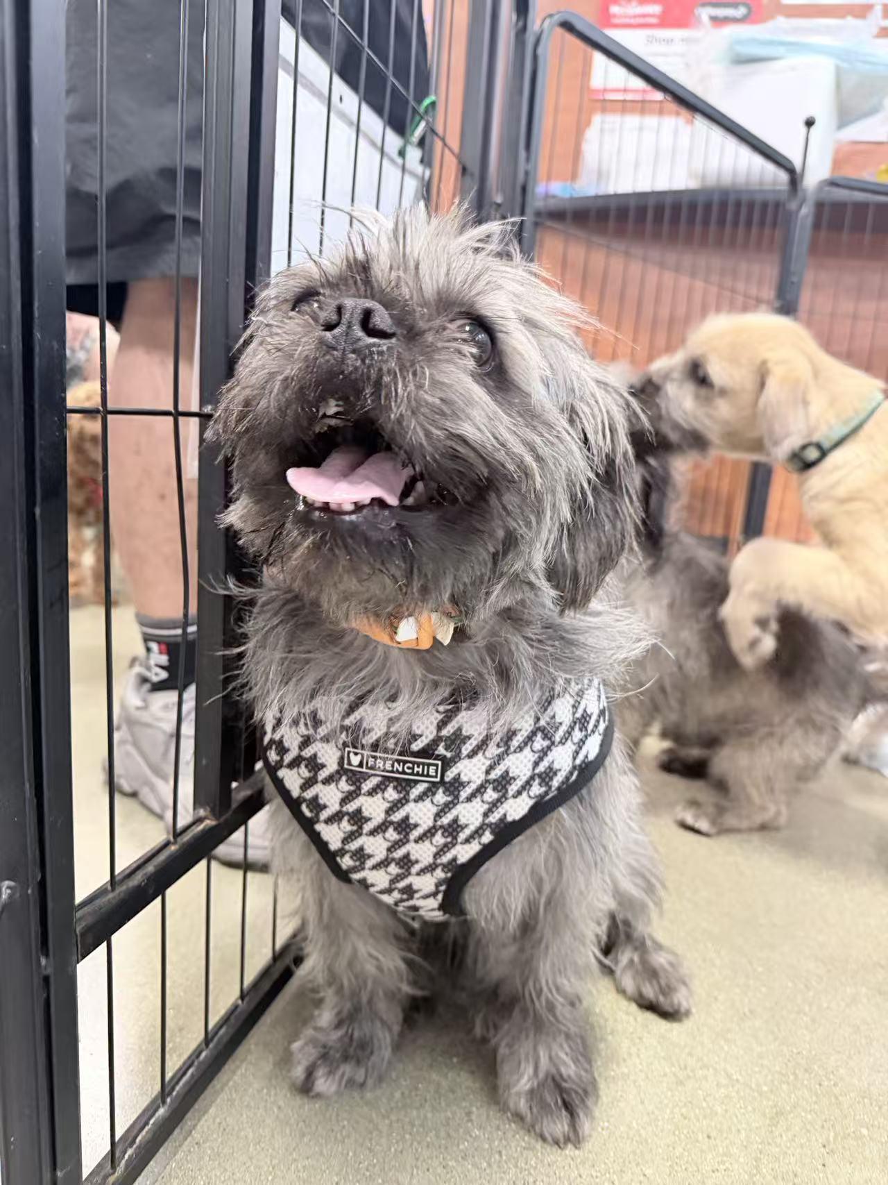 Enlarge Theo, a ADOPTABLE mixed breed in Van Nuys, CA image 3/4