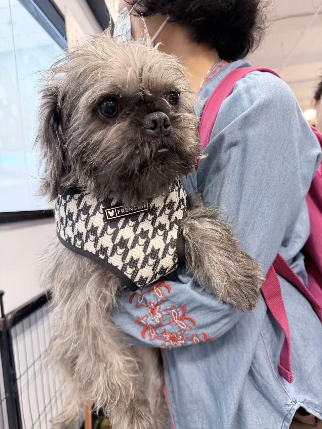 Theo, ADOPTABLE, Young Male Shih Tzu & Pug.