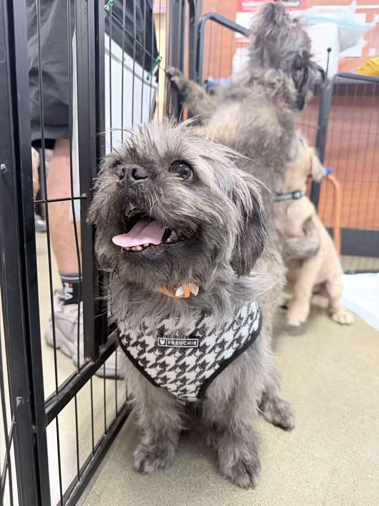 Enlarge Theo, a ADOPTABLE mixed breed in Van Nuys, CA image 4/4