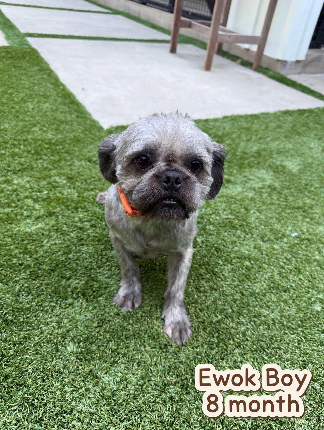 Theo, adopted, Young Male Shih Tzu & Pug.