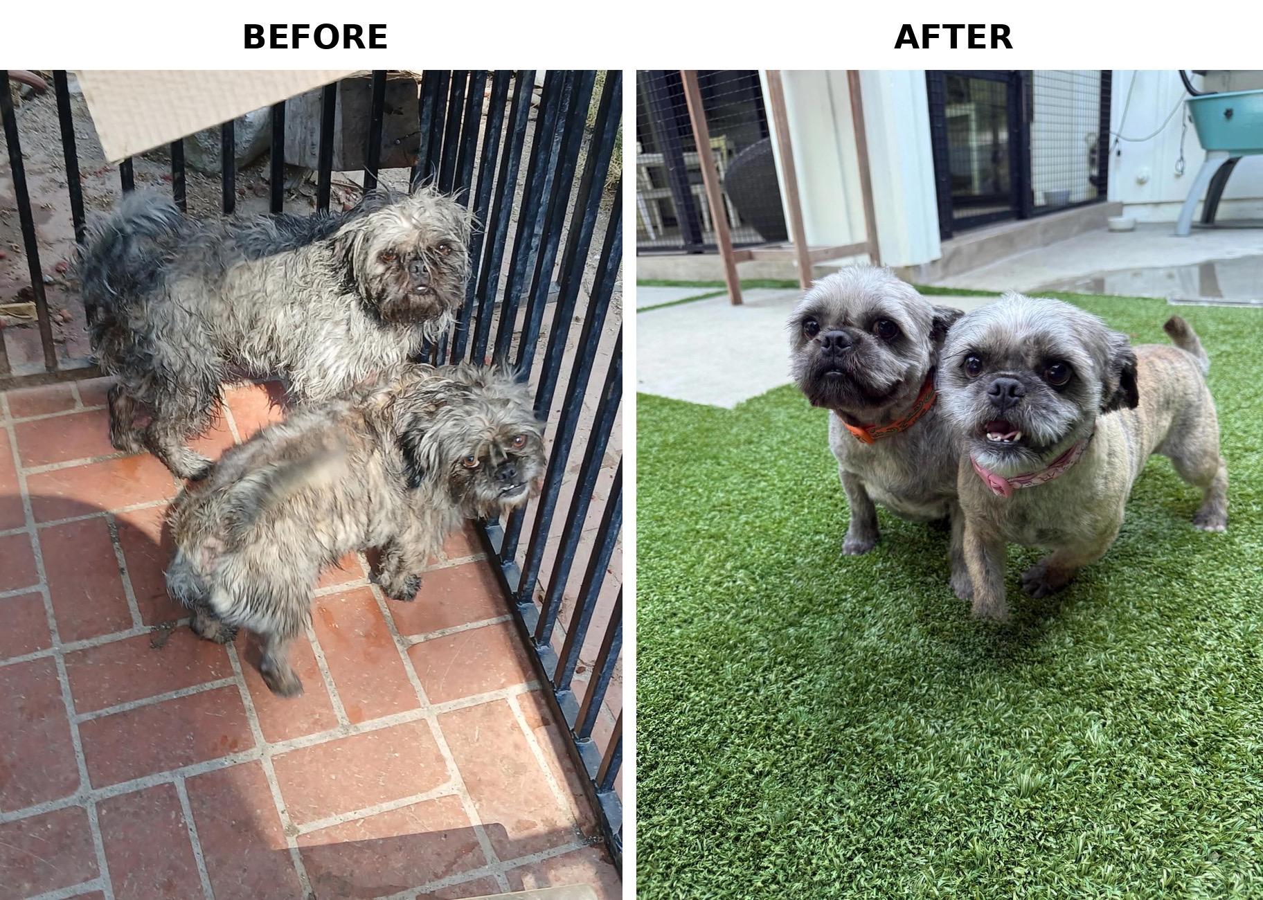 Theo, an adopted mixed breed in Van Nuys, CA image 5/5