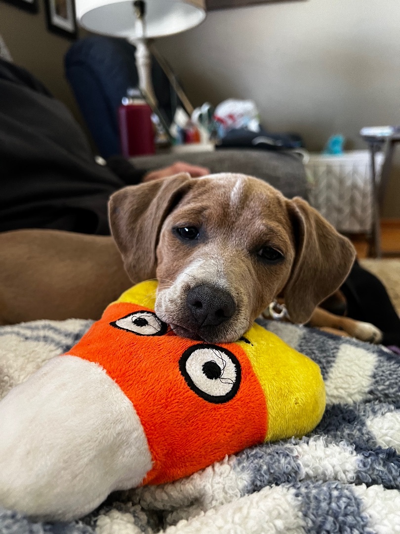 Blue, Adopted, Puppy Female Hound.