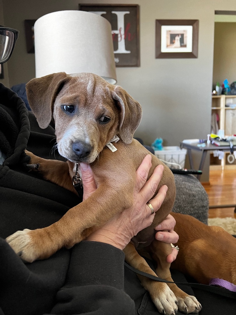 Blue, a Adopted mixed breed in Sycamore, IL image 2/2