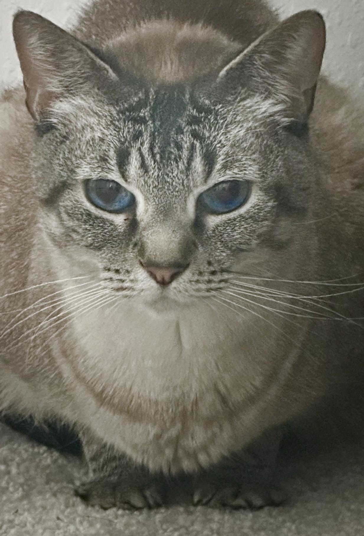 Adoptable Declawed Cats: Loving Homes Await These Unique Pets