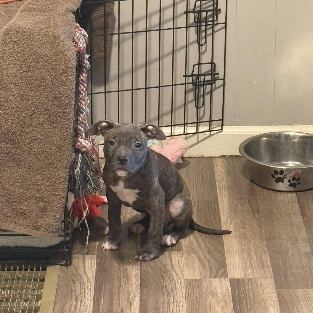 Castanet 9629 — thumbnail 2