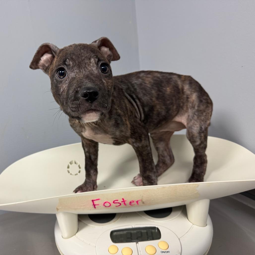 Castanet 9629 — thumbnail 3