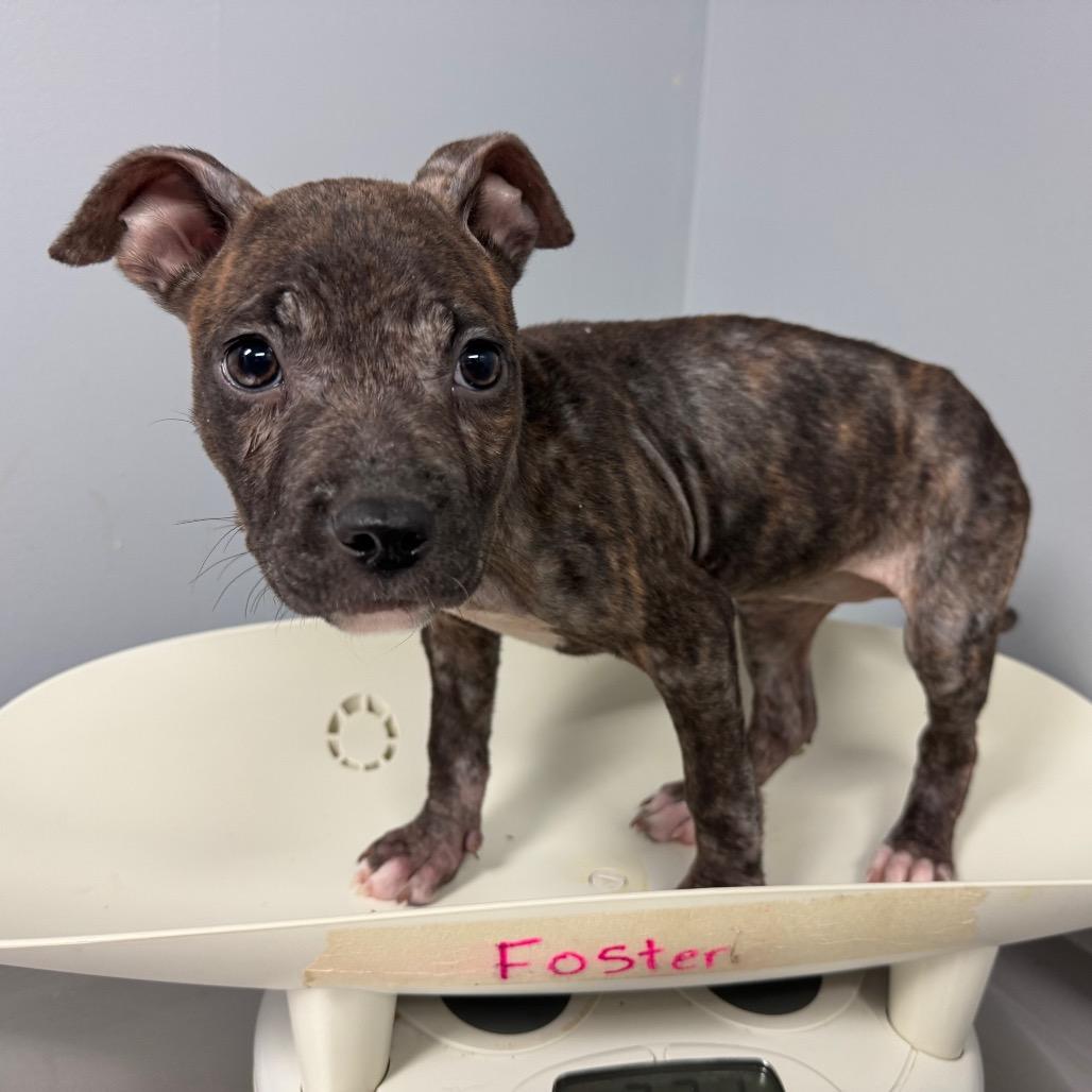 Castanet 9629 — thumbnail 4