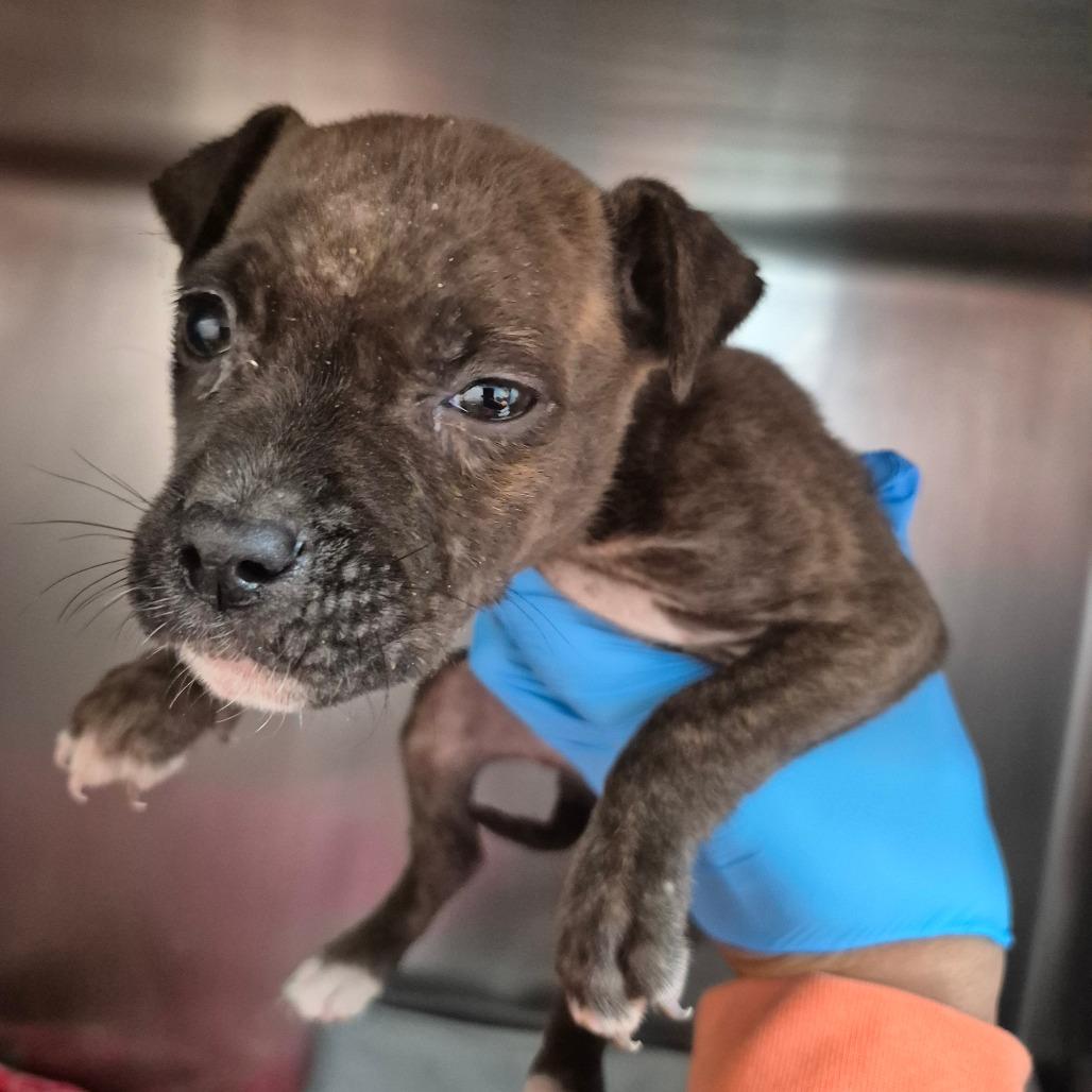 Castanet 9629 — thumbnail 5