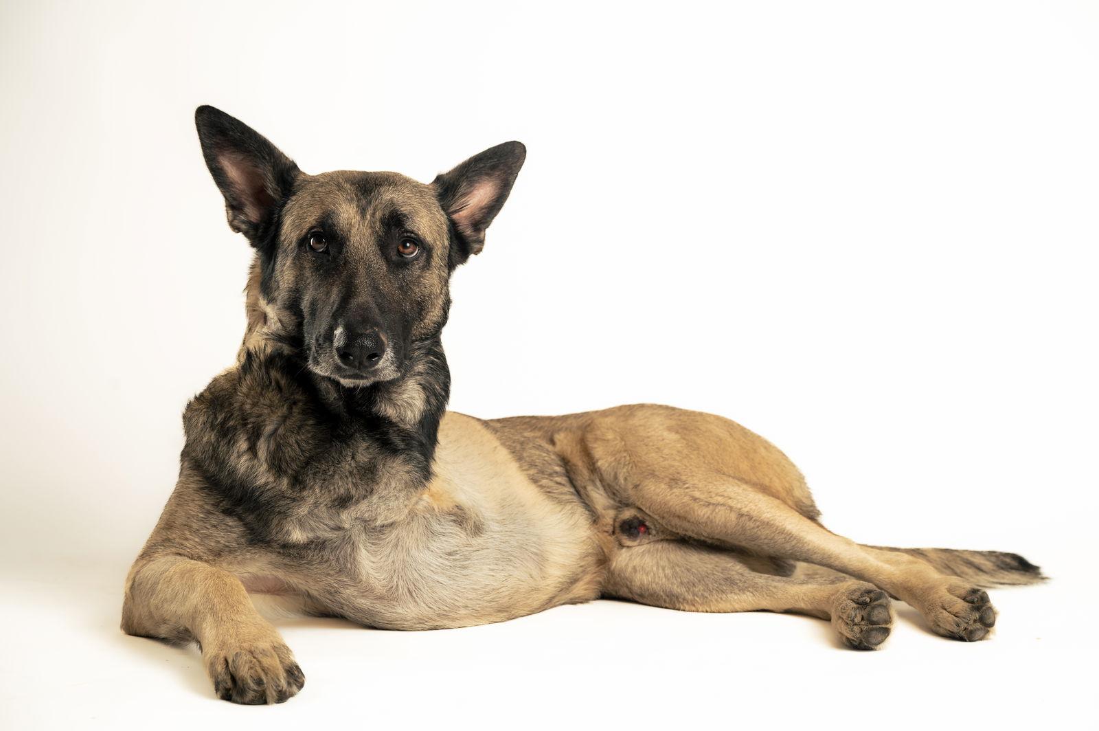 Boone — thumbnail 2