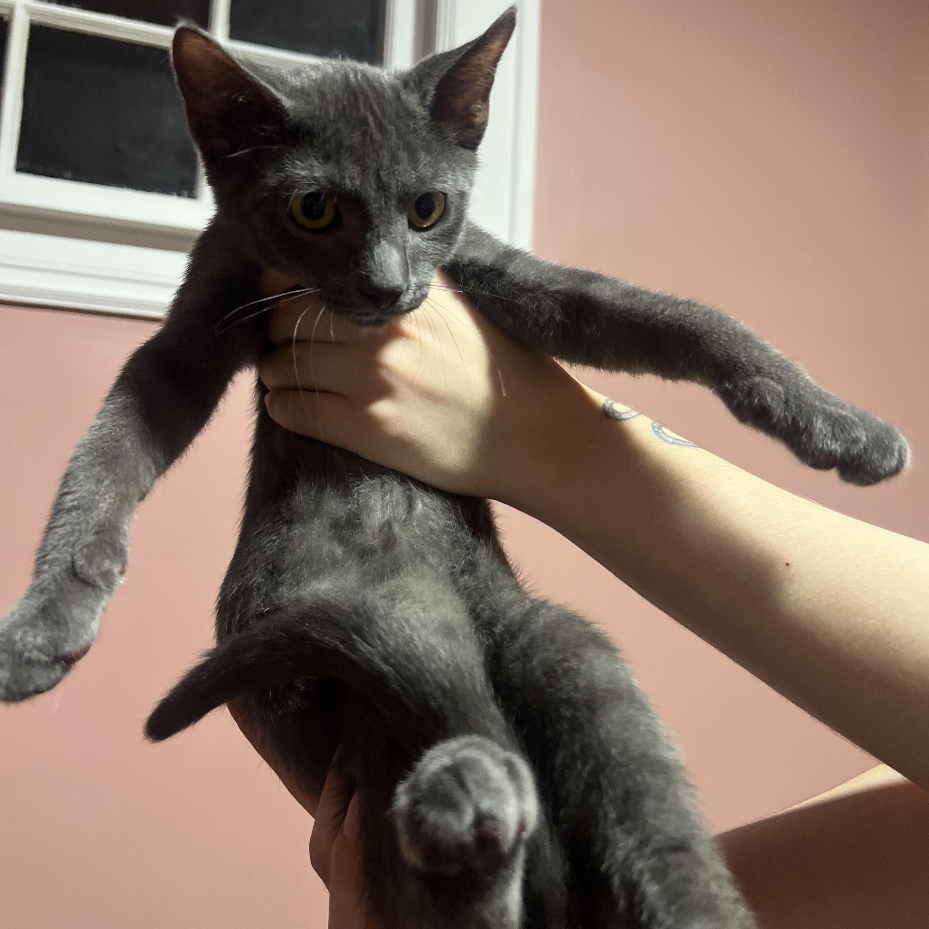 Enlarge Uno, an adopted Domestic Short Hair in Buffalo, NY image 3/3