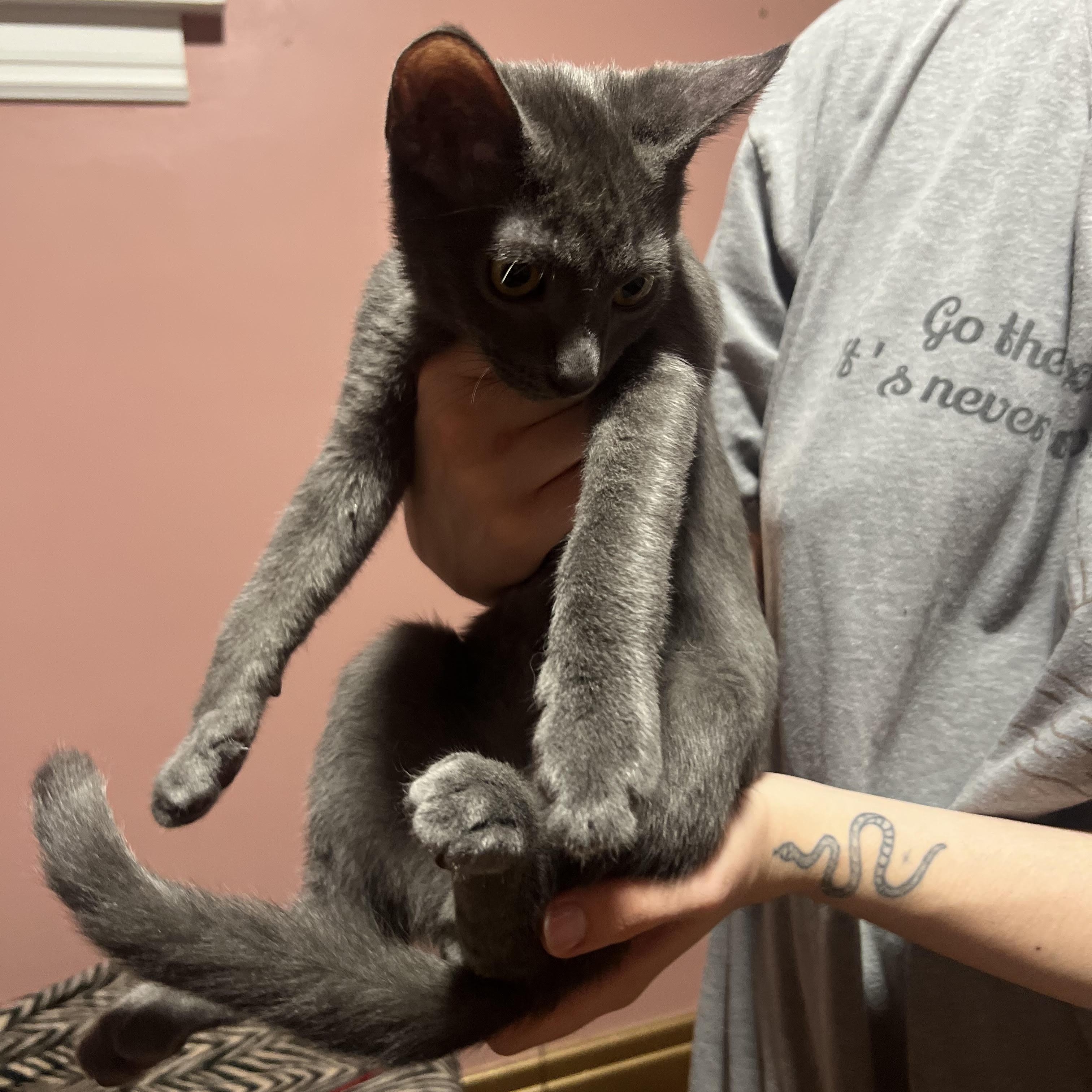 Enlarge Uno, an adopted Domestic Short Hair in Buffalo, NY image 2/3