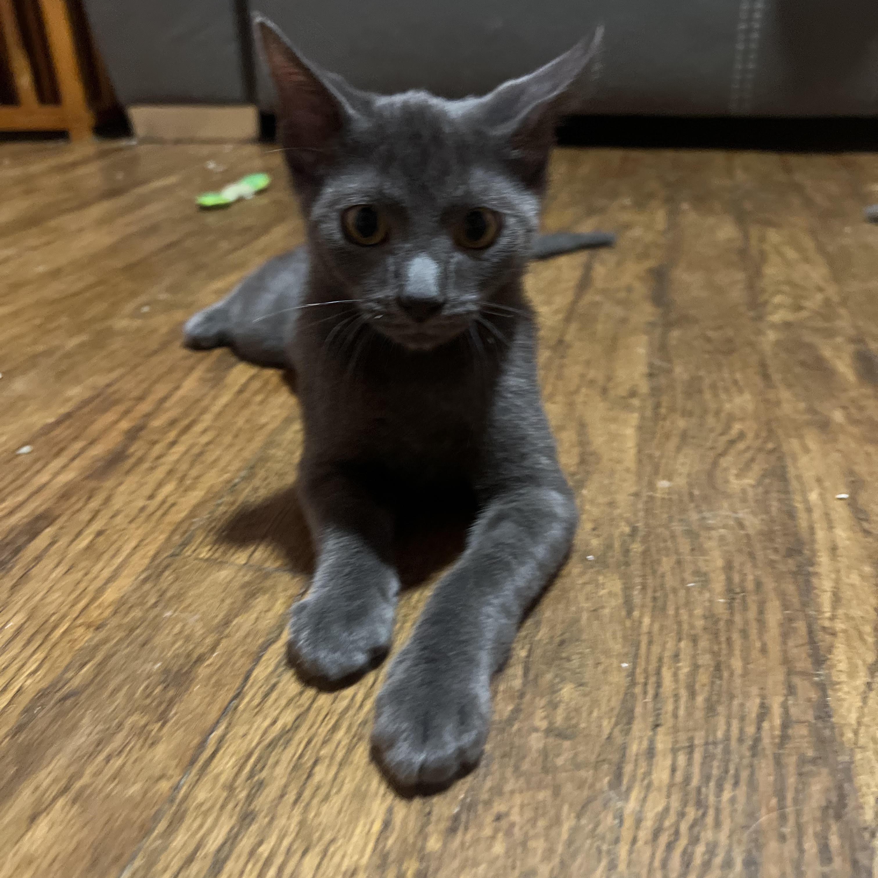 Uno, adopted, Kitten Male Domestic Short Hair.