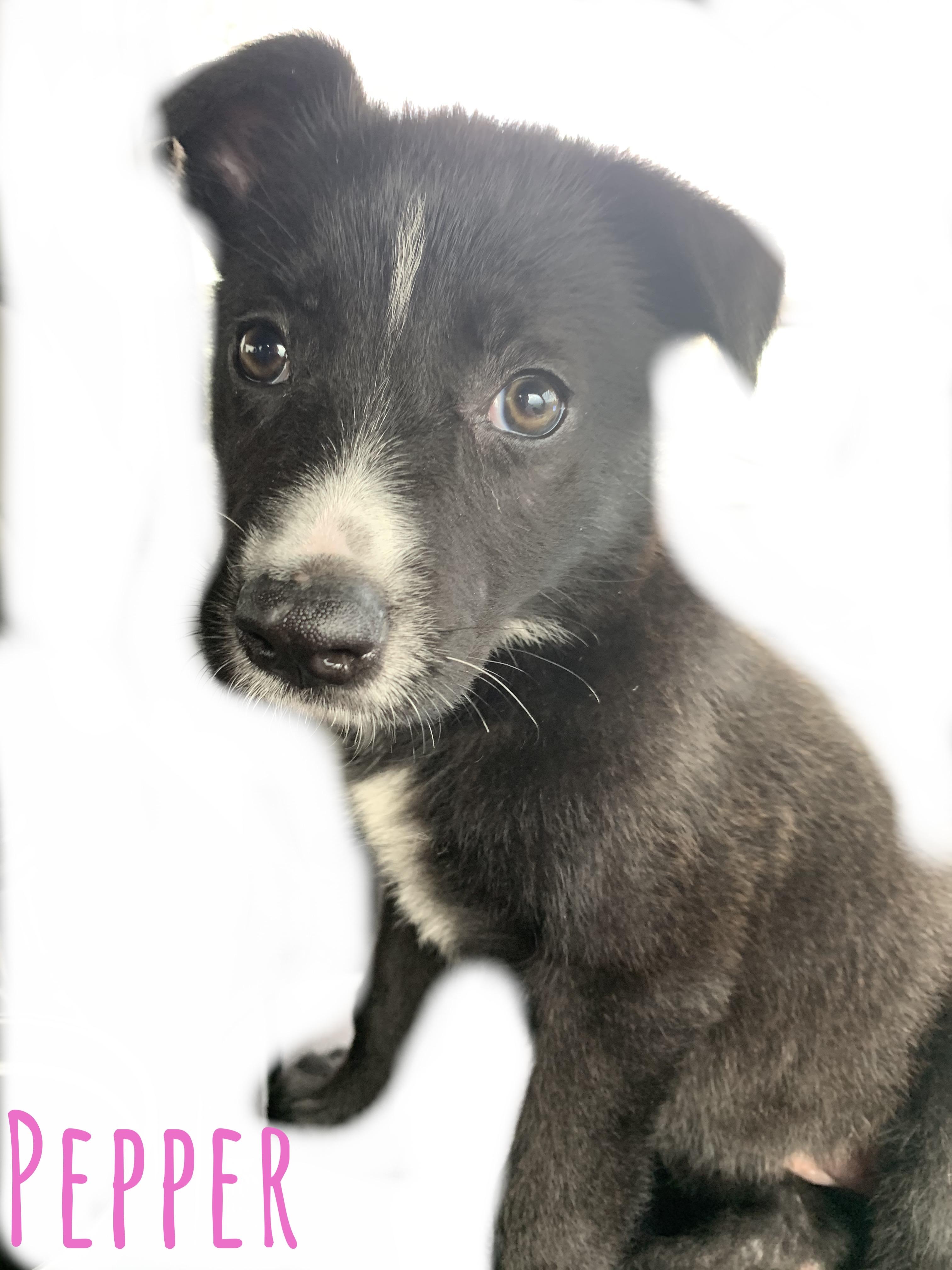 Enlarge Pepper, a Adopted mixed breed in Somerville, TX image 1/2