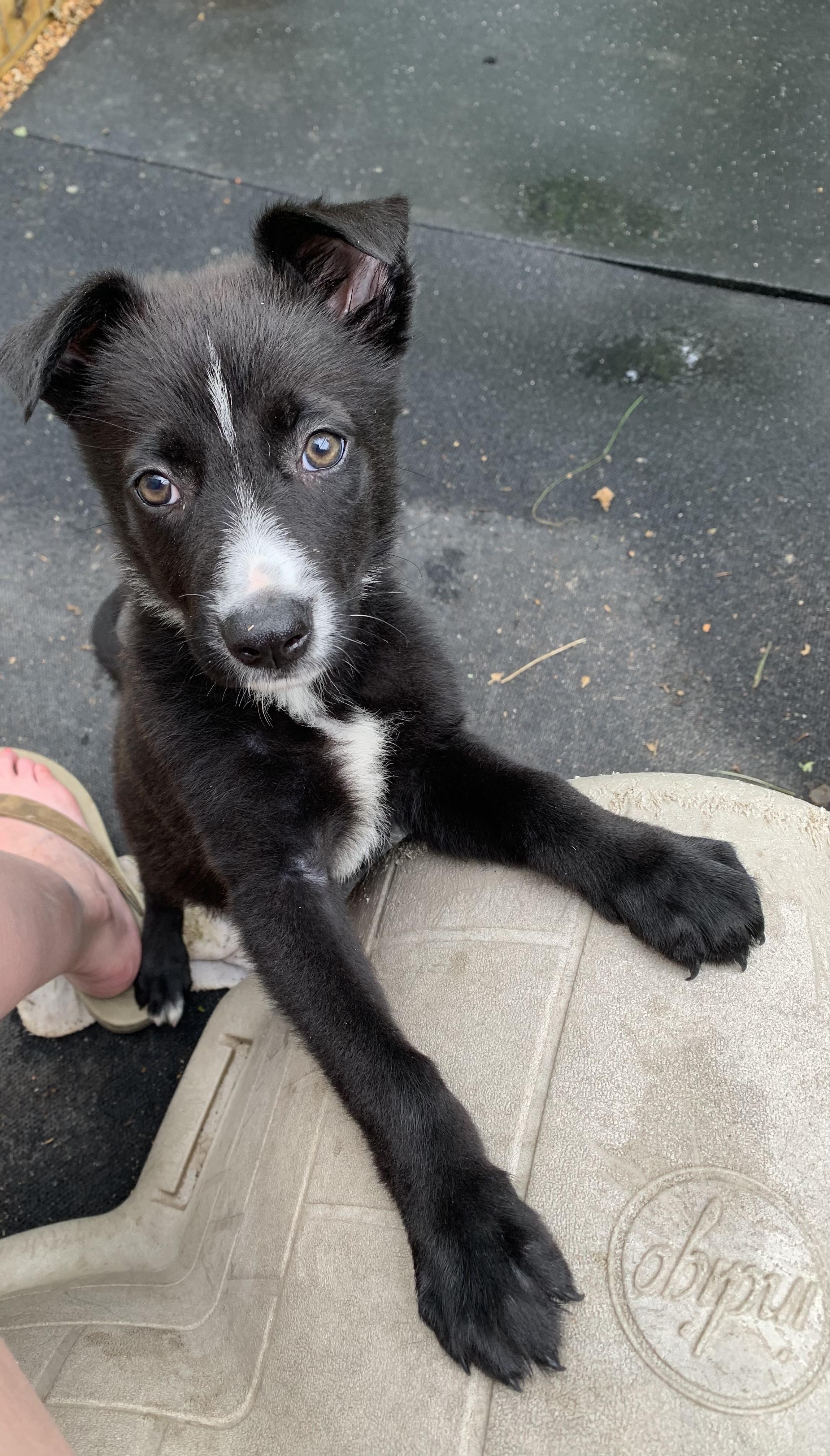 Enlarge Pepper, a Adopted mixed breed in Somerville, TX image 2/2