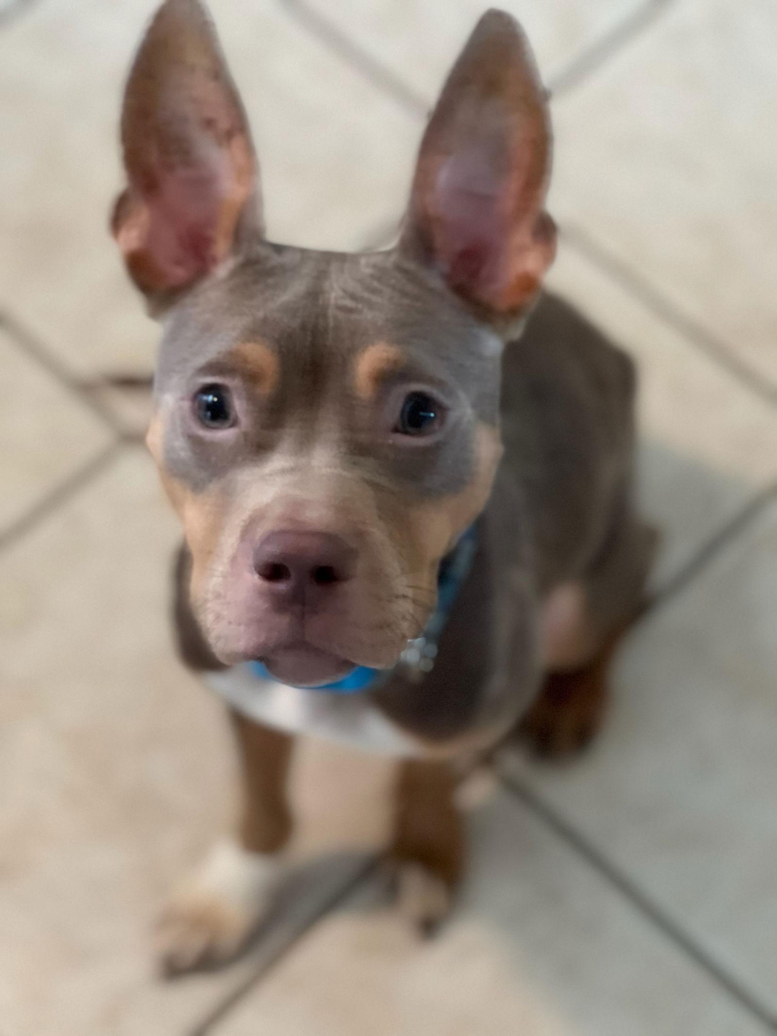 Dreama, Adoptable, Young Female Pit Bull Terrier.