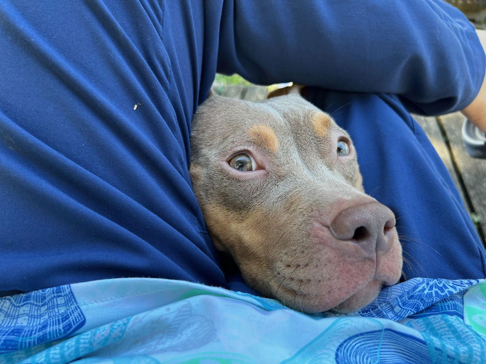 Dreama, a Adoptable Pit Bull Terrier in Cuyahoga Falls, OH image 2/2