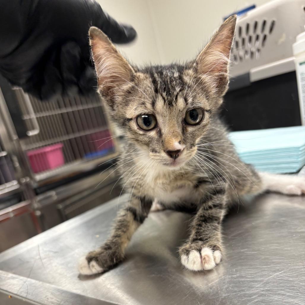 Enlarge Henry (C13), a Adoptable American Wirehair in Portland, TX image 1/1