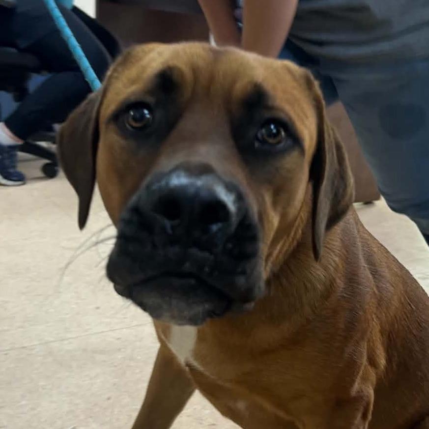 Romeo, Adoptable, Young Male Mixed Breed & Mixed Breed.