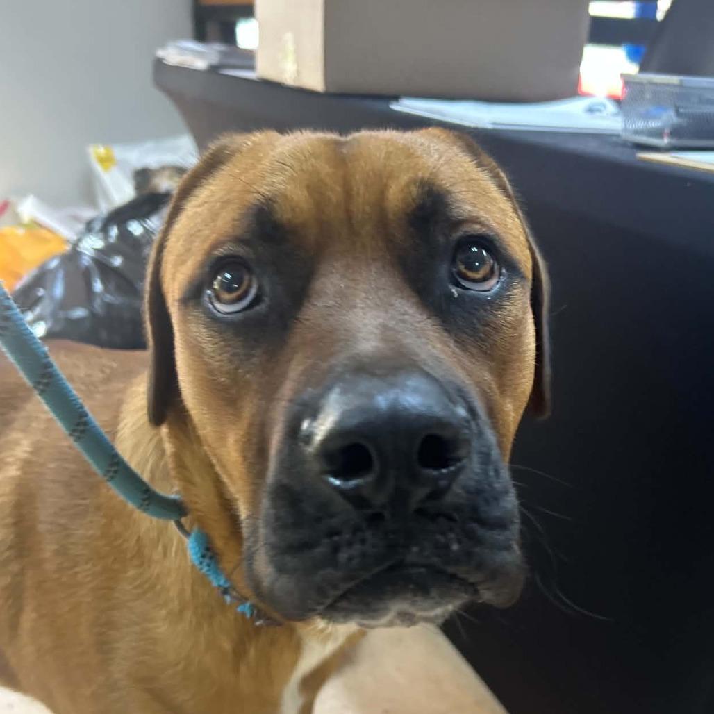 Enlarge Romeo, a Adoptable mixed breed in Tyler, TX image 2/2