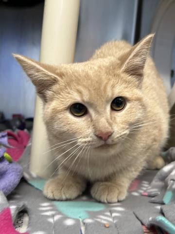 SIMBA, Adoptable, Young Male Domestic Short Hair.