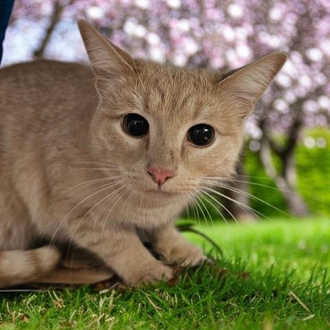 Enlarge SIMBA, a Adoptable Domestic Short Hair in Clinton Township, MI image 1/1