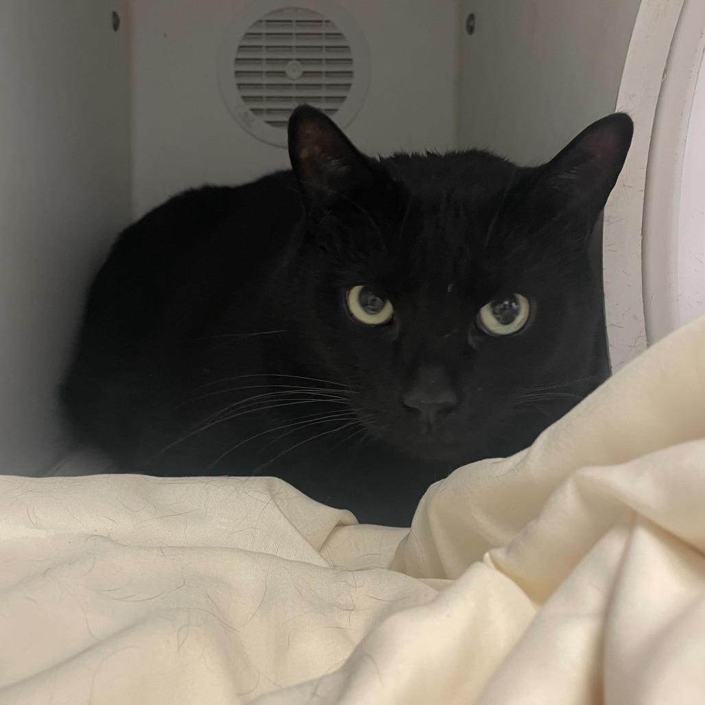 Boo, Adoptable, Adult Male Domestic Short Hair.