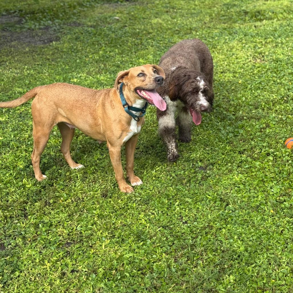 SUMMER, a Adoptable mixed breed in Wellington, FL image 1/6