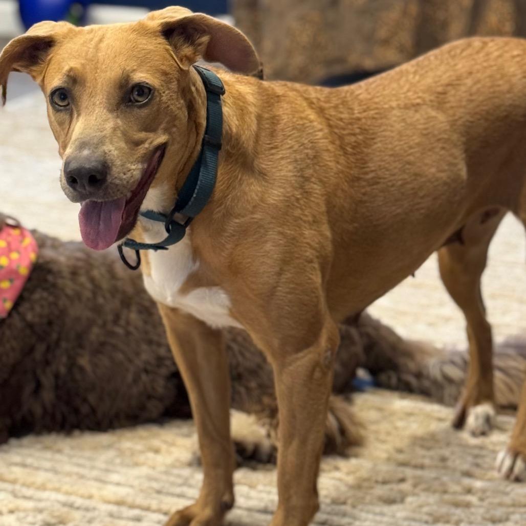 SUMMER, a Adoptable mixed breed in Wellington, FL image 2/6