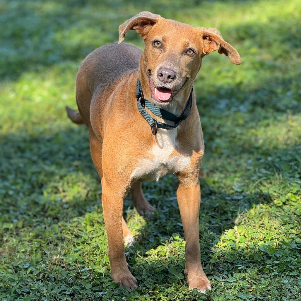 SUMMER, a Adoptable mixed breed in Wellington, FL image 3/6