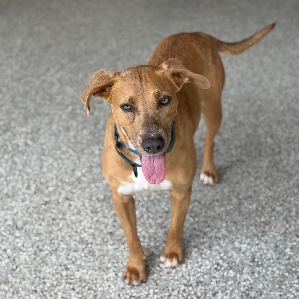 SUMMER, a Adoptable mixed breed in Wellington, FL image 4/6