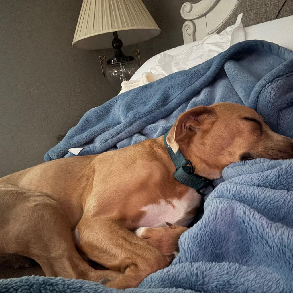 SUMMER, a Adoptable mixed breed in Wellington, FL image 5/6