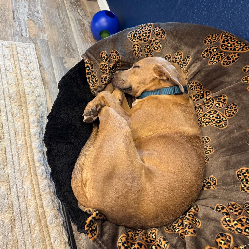 SUMMER, a Adoptable mixed breed in Wellington, FL image 6/6