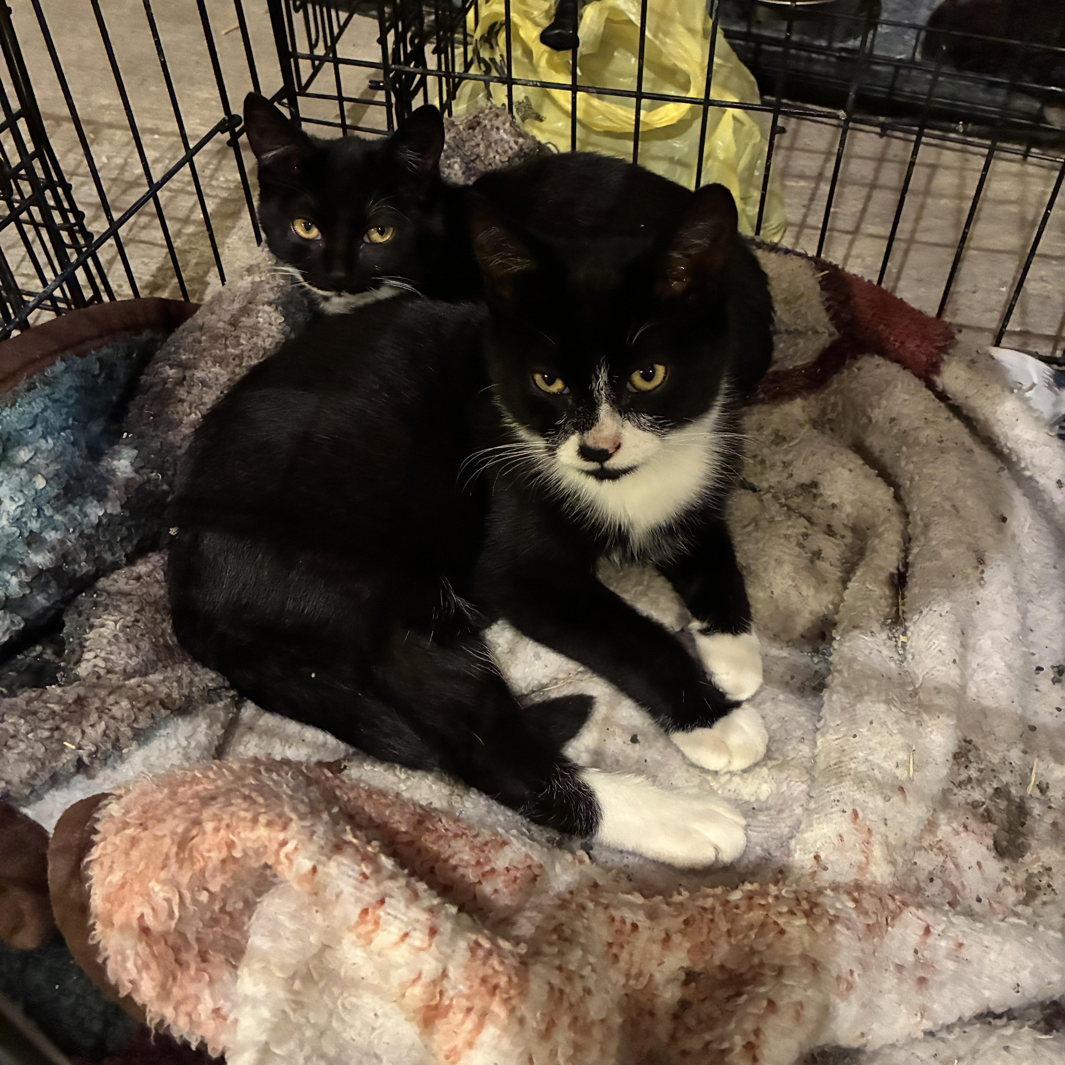 Enlarge Brother and Sister, a Adoptable Tuxedo in Marlette, MI image 1/1