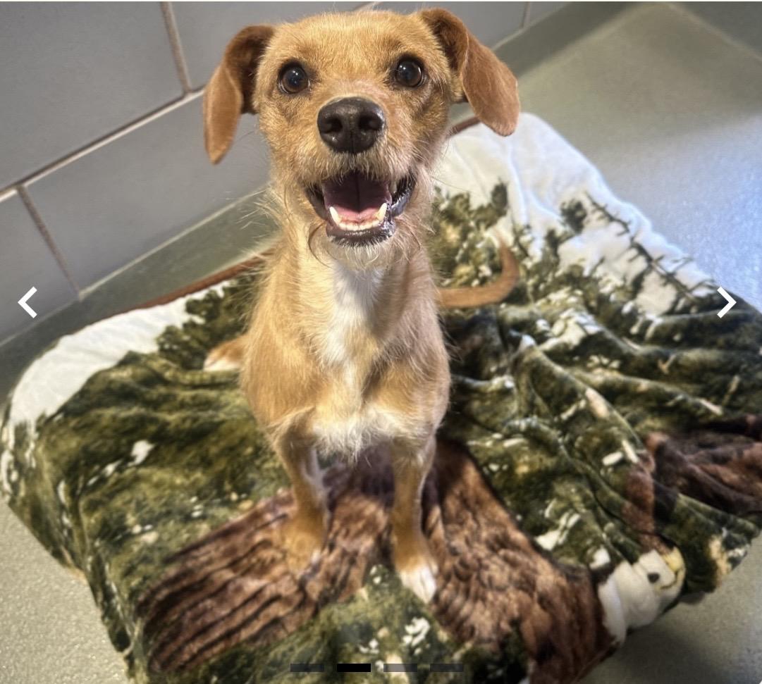 Bella, ADOPTABLE, Adult Female Terrier.