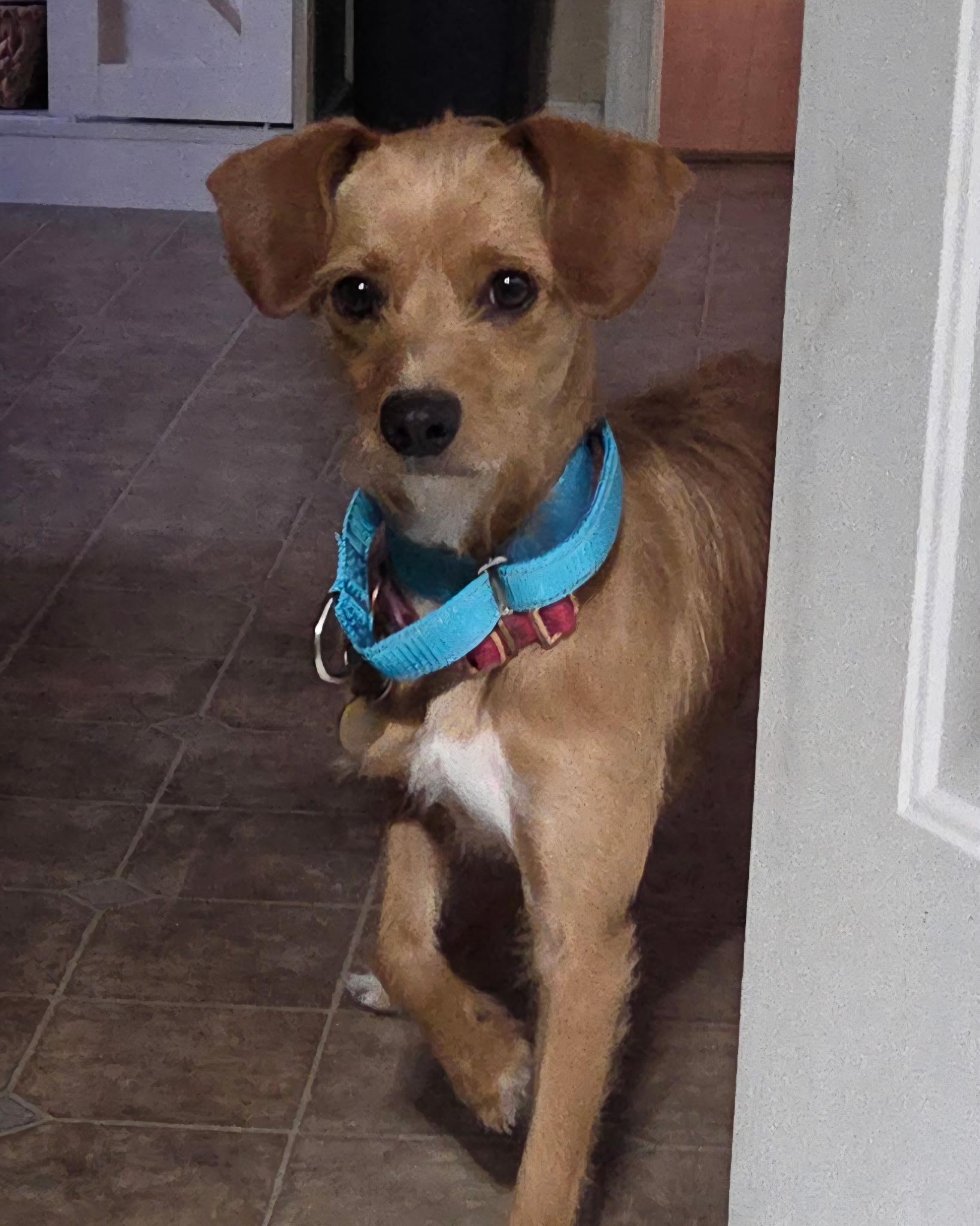 Bella, ADOPTABLE, Adult Female Terrier.