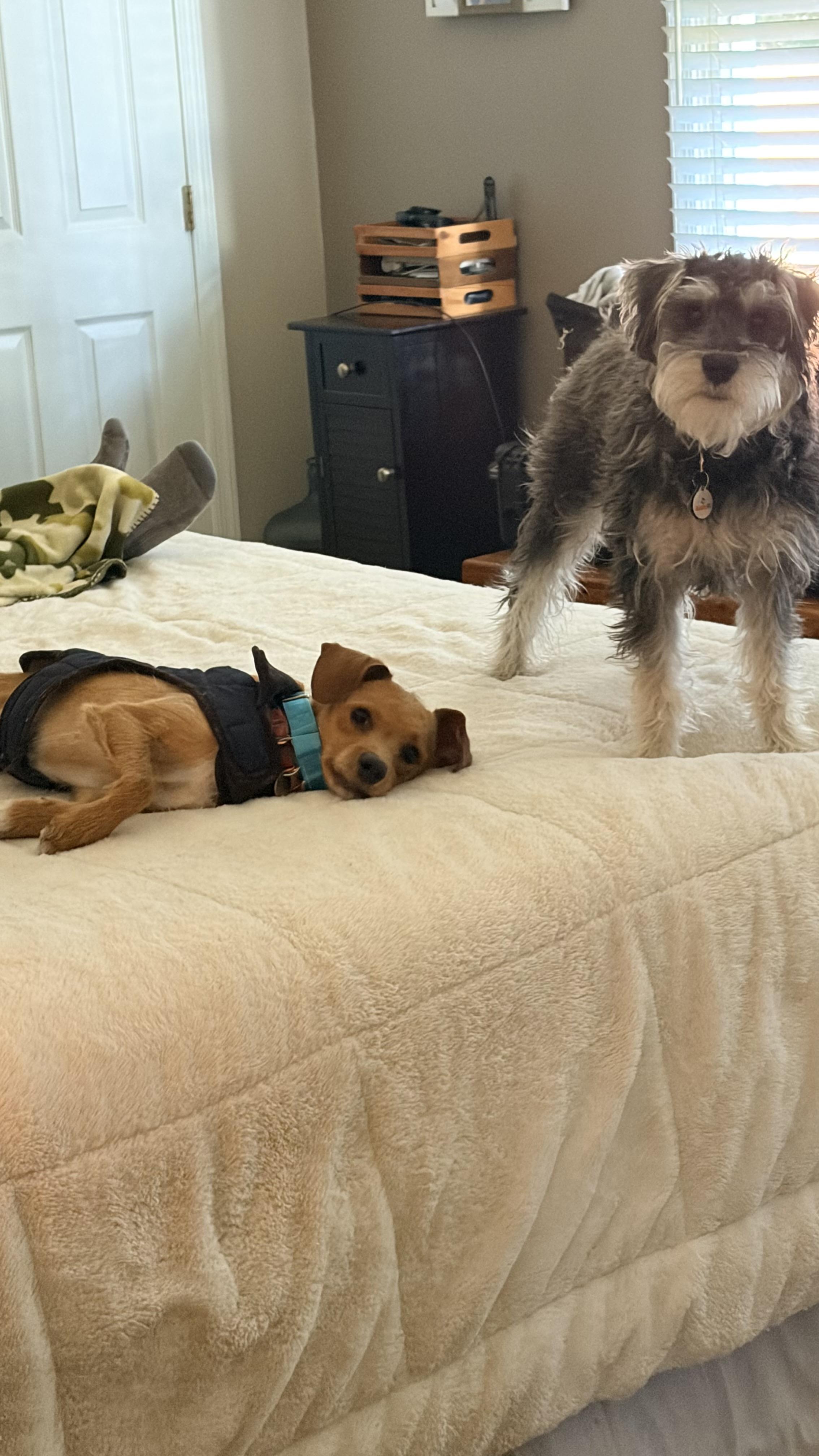 Bella, a ADOPTABLE mixed breed in Hughesville, MD image 4/5