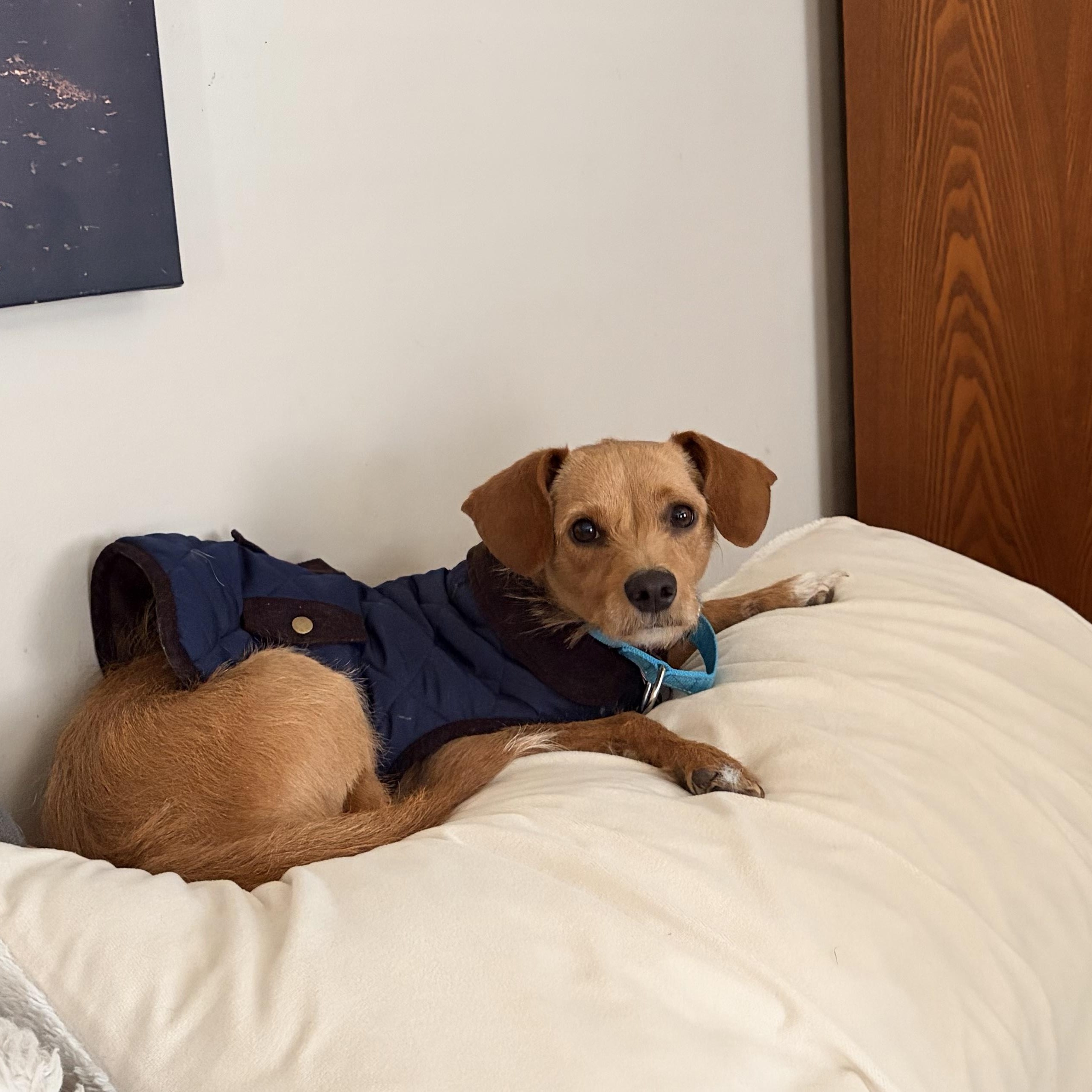 Bella, a ADOPTABLE mixed breed in Hughesville, MD image 3/5