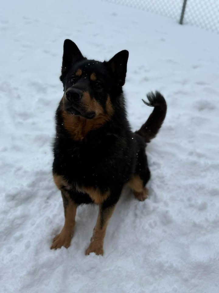 Jagger, a ADOPTABLE mixed breed in Keswick, ON image 2/2
