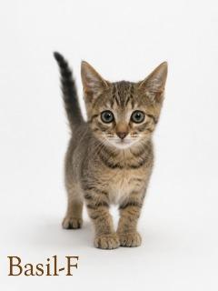 Enlarge Basil, a Adoptable mixed breed in Guntersville, AL image 1/1