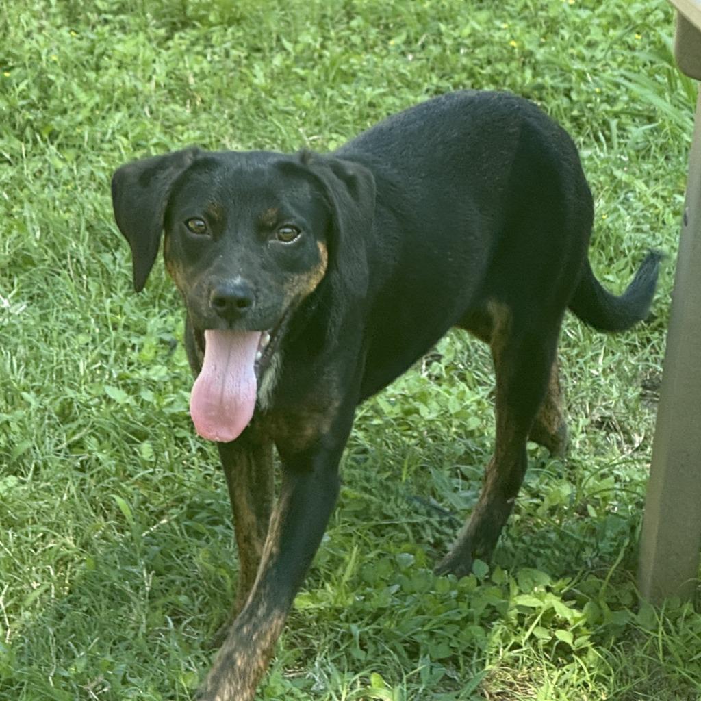 Winifred, a Adoptable mixed breed in Brenham, TX image 2/6