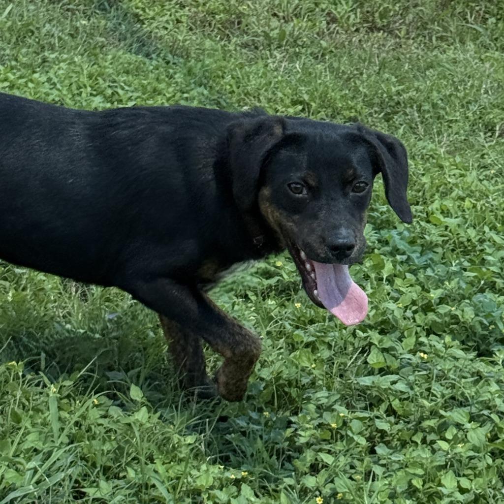Winifred, a Adoptable mixed breed in Brenham, TX image 3/6