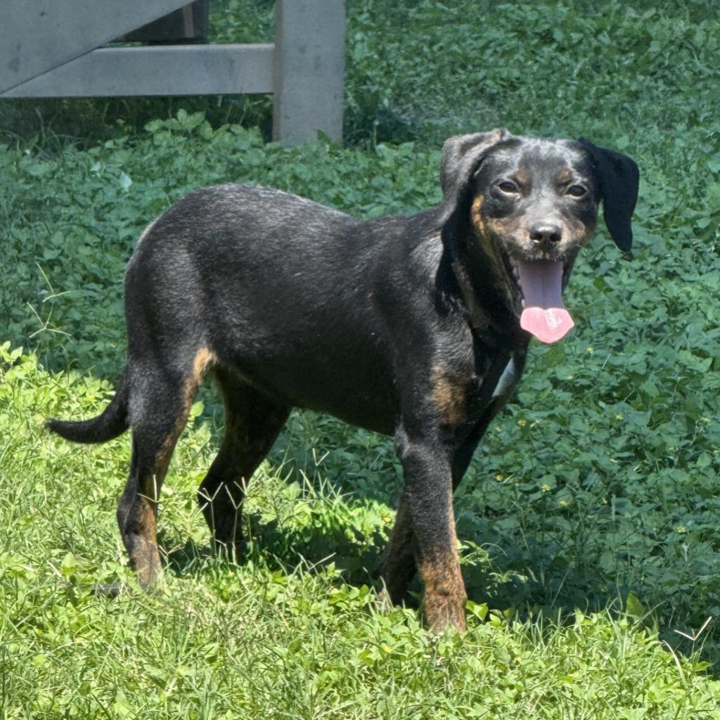 Winifred, a Adoptable mixed breed in Brenham, TX image 4/6