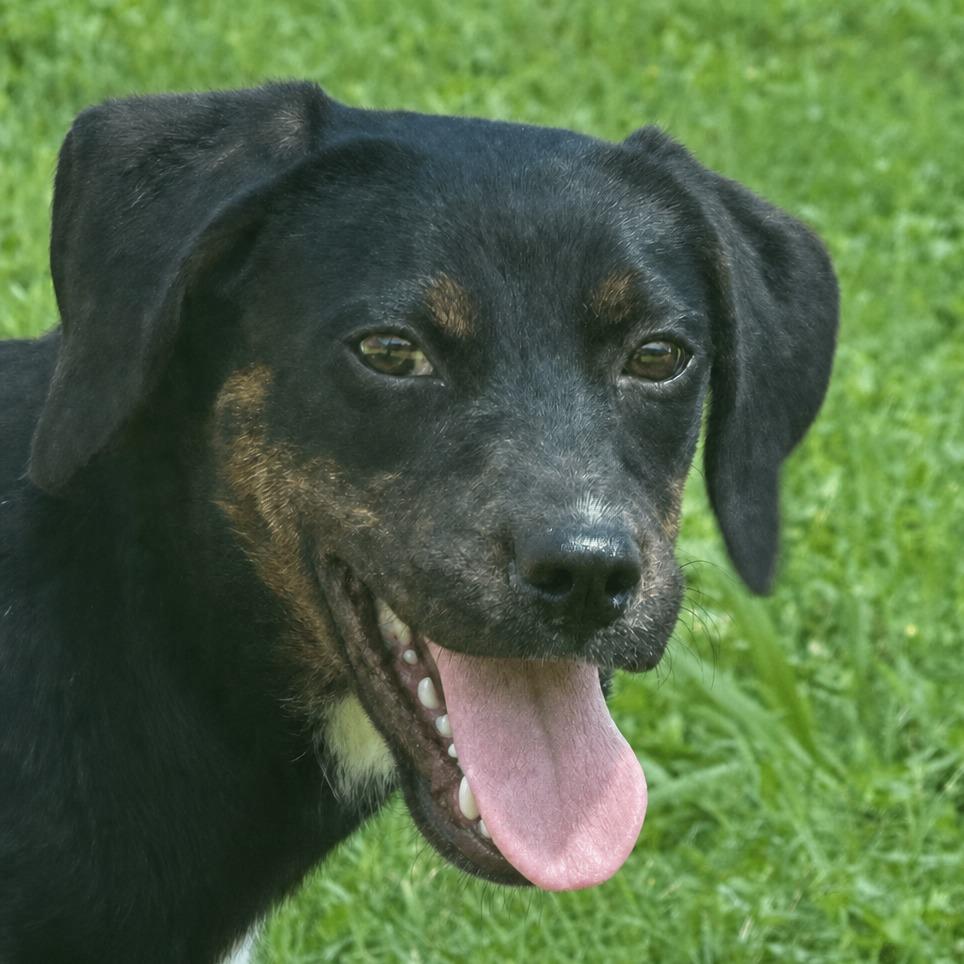 Winifred, a Adoptable mixed breed in Brenham, TX image 1/6